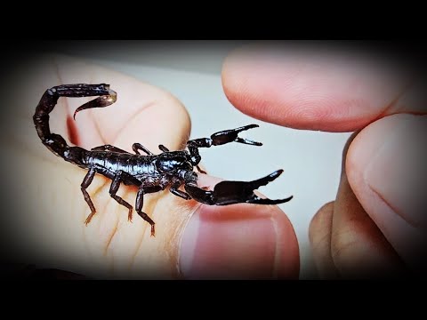 Видео: Процесс подружиться с Скорпионом