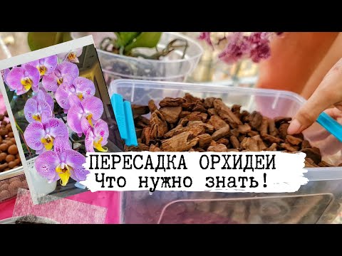 Видео: Пересадить орхидею проще простого!Два вида субстрата: невлагоёмкий и влагоёмкий. Мой успешный опыт)