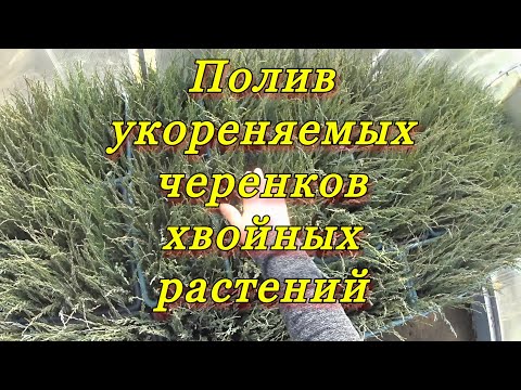 Видео: Полив укореняемых черенков декоративных растений.