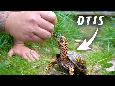 Видео: Перемещение черепахи на улицу