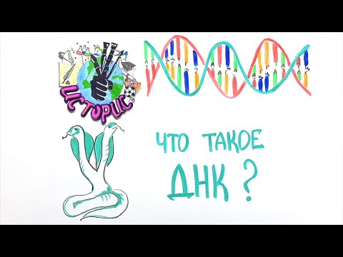 Видео: ДНК - Что это такое?