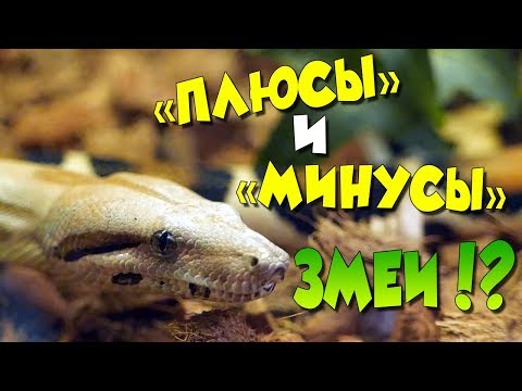 Видео: НЕОБЫЧНЫЙ ПИТОМЕЦ! ПЛЮСЫ И МИНУСЫ СОДЕРЖАНИЯ ЗМЕИ!?🐍