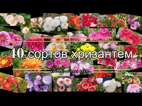 Видео: 40 сортов хризантем. Краски октября 2023 года