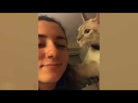 Видео: Приколы с котами! С ОЗВУЧКОЙ! САМЫЕ СМЕШНЫЕ ЖИВОТНЫЕ! СМЕШНЫЕ КОТЫ! До слез!