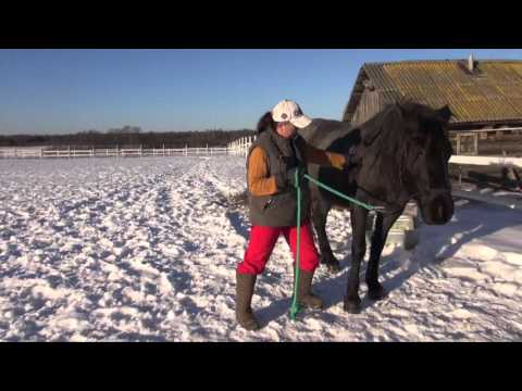 Видео: Подготовка лошади к заездке в сани без помощников.