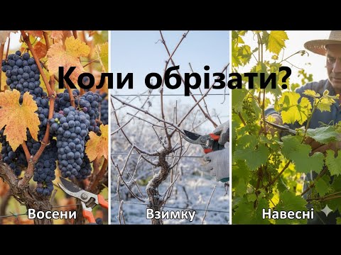 Видео: "Оптимальні терміни обрізки винограду: Аналіз сезонних підходів"