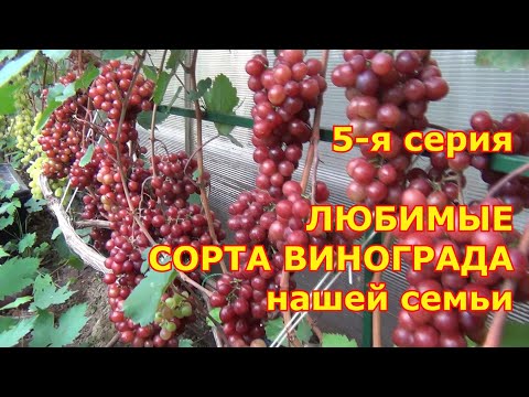 Видео: ч 5  ОБЗОР любимых СОРТОВ ВИНОГРАДА нашей семьи в ПОДМОСКОВЬЕ