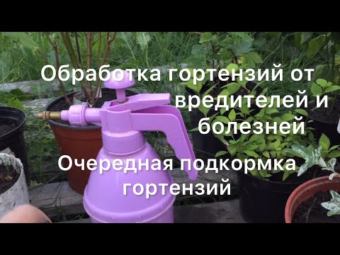 Видео: ОБРАБОТКА ГОРТЕНЗИЙ ОТ ВРЕДИТЕЛЕЙ. Очередная подкормка гортензий. Профилактика болезней.