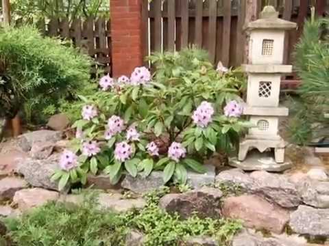 Видео: Рододендроны в моем саду