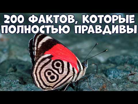 Видео: 200 ИНТЕРЕСНЫХ ФАКТОВ, КОТОРЫЕ ПОЛНОСТЬЮ ПРАВДИВЫ