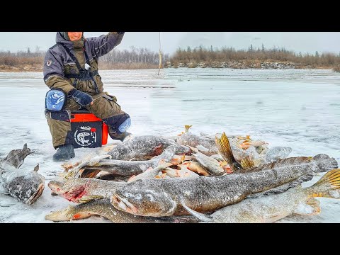 Видео: ОНИ РВУТ ЛЕСКИ И ЛОМАЮТ КРЮЧКИ! ДИЧАЙШАЯ РЫБАЛКА И ЧП!