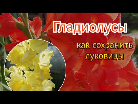 Видео: Гладиолусы. Как я храню луковицы зимой