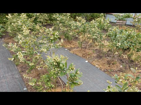 Видео: Популярные вопросы при выращивании голубики.