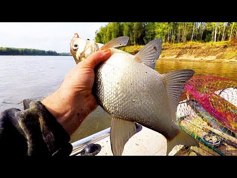 Видео: Сентябрь! Ловим Леща и Язя на Кольцо! Отличный Улов!