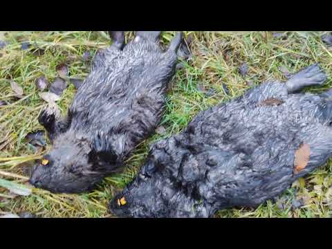 Видео: Охота на бобра осенью,закрытие сезона.
