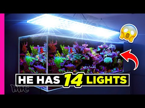 Видео: Так много акропор в этом 220-галлонном аквариуме!