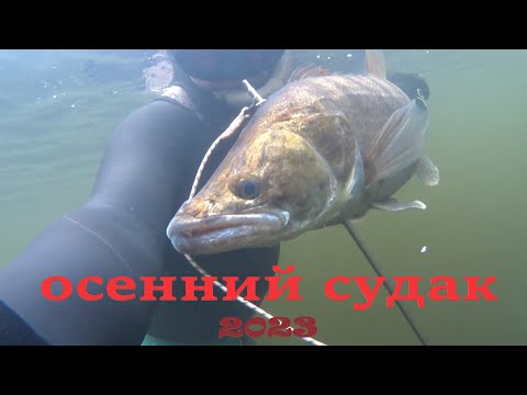 Видео: Подводная охота на глубине в завалах