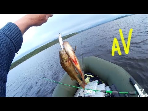 Видео: Два окуня на один воблер#Выручил опять копия DUO Realis Crank 48SR