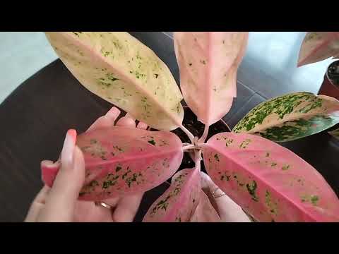 Видео: Распаковка растений ♥️