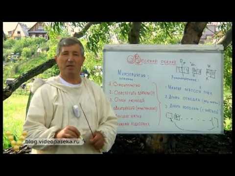 Видео: Роение пчёл