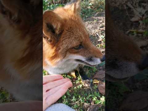 Видео: Лиса, давай жить дружно