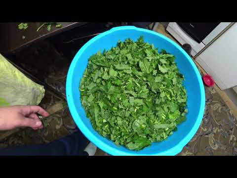 Видео: Квашеная крапива - первая заготовка на зиму