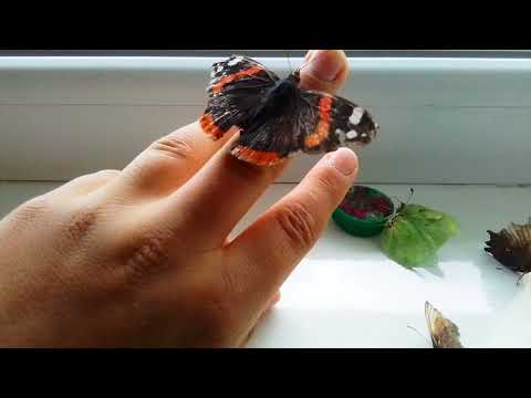 Видео: Мои бабочки!!!
