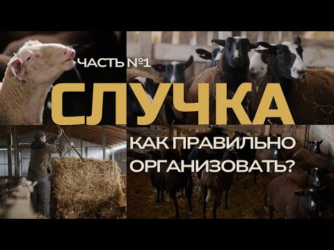 Видео: Случка овец: лучшие сроки, кормление и ошибки новичков | Часть 1