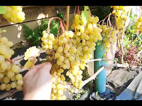 Видео: Обзор винограда в открытом грунте на 14 сентября 2025г.