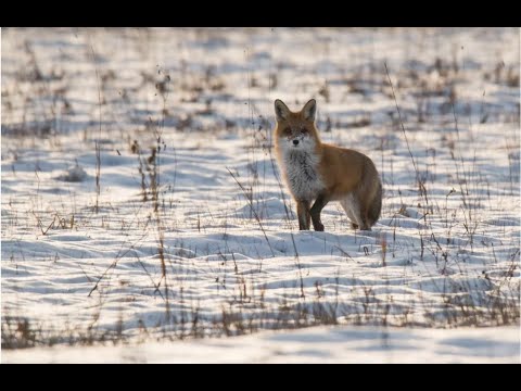 Видео: Лиса на манок , бронебойная ! 15.01.2022 г. Расстрелял все патроны ! Отреагировала на мышиный писк