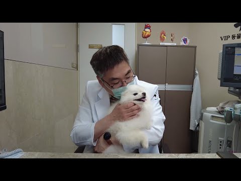 Видео: Прости, моя любимая и дорогая собака