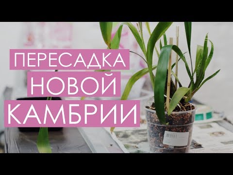Видео: Пересадка КАМБРИИ после покупки от А до Я. Подробная инструкция