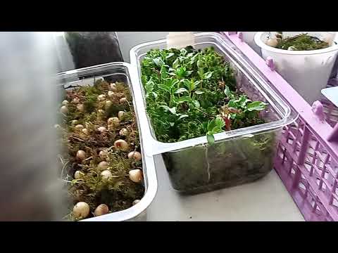 Видео: Выращивание семян в живом мхе
