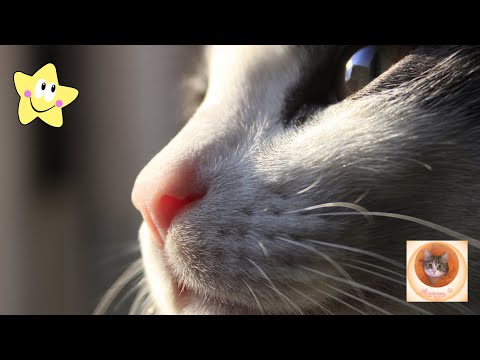 Видео: 😹 Самые смешные, милые и ласковые котики – заряд позитива! 🐾💖