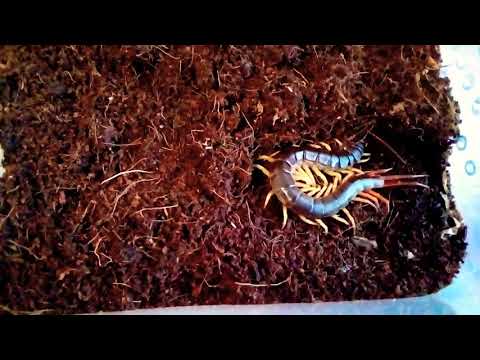 Видео: Немного о вьетнамской сколопендре (Scolopendra subspinipes)
