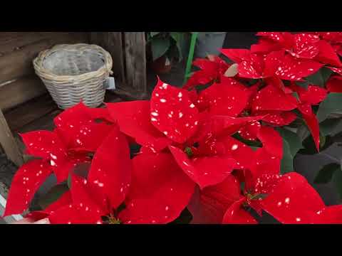 Видео: В ЦВЕТОЧНЫЙ МАГАЗИН ЗА ВПЕЧАТЛЕНИЯМИ 1