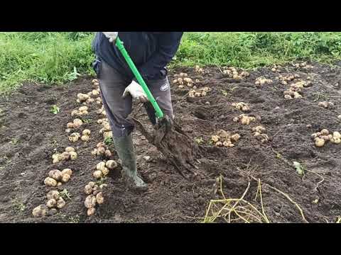 Видео: Картофелекопатель STALK (ручная картофелекопалка СТАЛК)