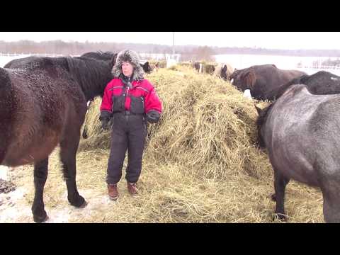 Видео: Как покрыть кобылу