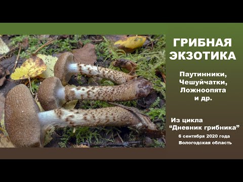 Видео: Грибная экзотика. Паутинники, Чешуйчатки, ложноопята и др.. Дневник грибника 6 сентября 2020 года.