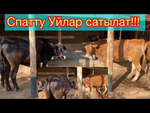 Видео: Спатту МАЛДАР САТЫЛАТ!!! ☎️0772296130. КОК-ЖАР !!!!