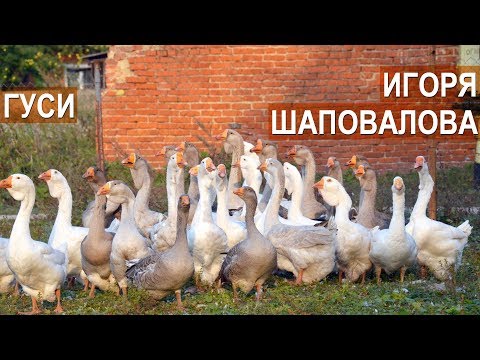 Видео: Холмогорские и Тульские гуси. Птицевод Игорь Шаповалов