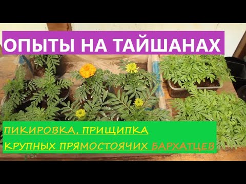 Видео: Черенкование Бархатцев. Экспериментирую.
