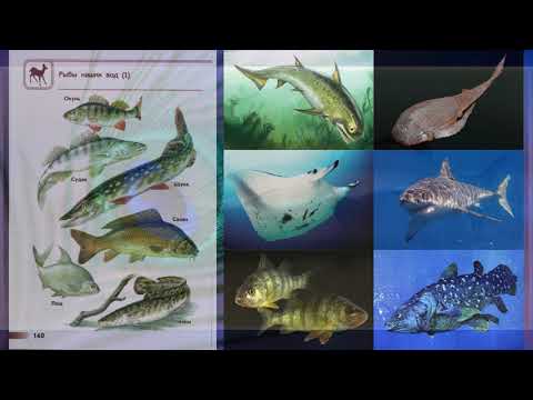 Видео: "Насекомые, птицы, рыбы, звери", Окружающий мир 1 класс, с.80-85, Планета знаний.