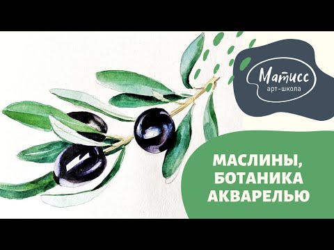 Видео: Ветка маслин, акварель