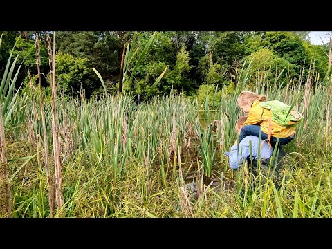Видео: Ловим карасей и запускаем в садовый пруд