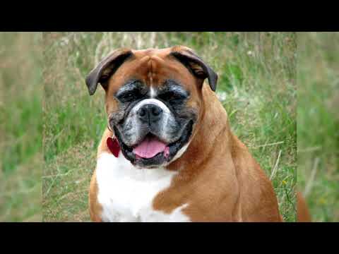 Видео: Немецкий Боксер. Плюсы и минусы, Цена, Как выбрать, Факты, Уход, История