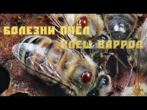 Видео: Болезни пчел. Урок 1: клещ варроа.