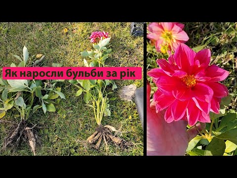 Видео: Викопую жоржини з насіння