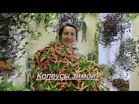 Видео: Колеусы зимой! Как сохраняю черенки колеусов в зимний период.