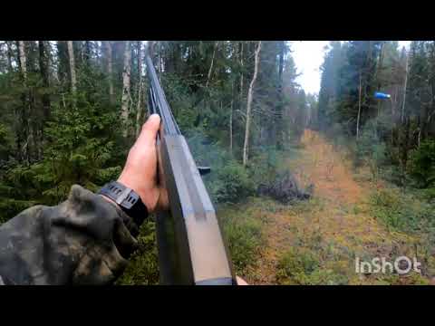 Видео: Охота на рябчика, добыл! Нашел приваду!